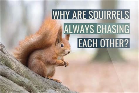 Does Running Hills Make You Faster? And Why Do Squirrels Always Win the Uphill Race?