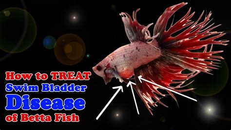 How to Cure Swim Bladder Disease in Betta: A Dive into the Aquatic Enigma