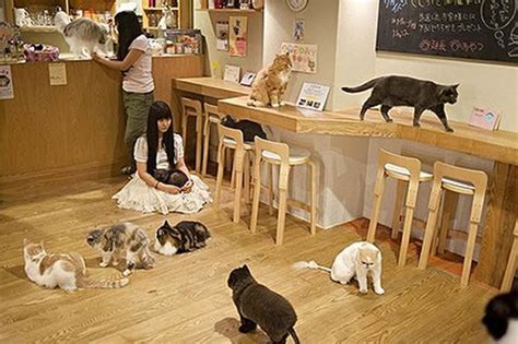 モノクロカフェ 東京: なぜ猫はコーヒーを飲まないのか？